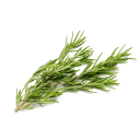 Rosmarino