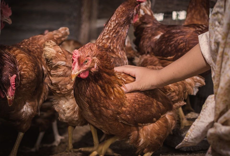 Mulino per cereali uso zootecnico - Nel Pollaio - Le Galline